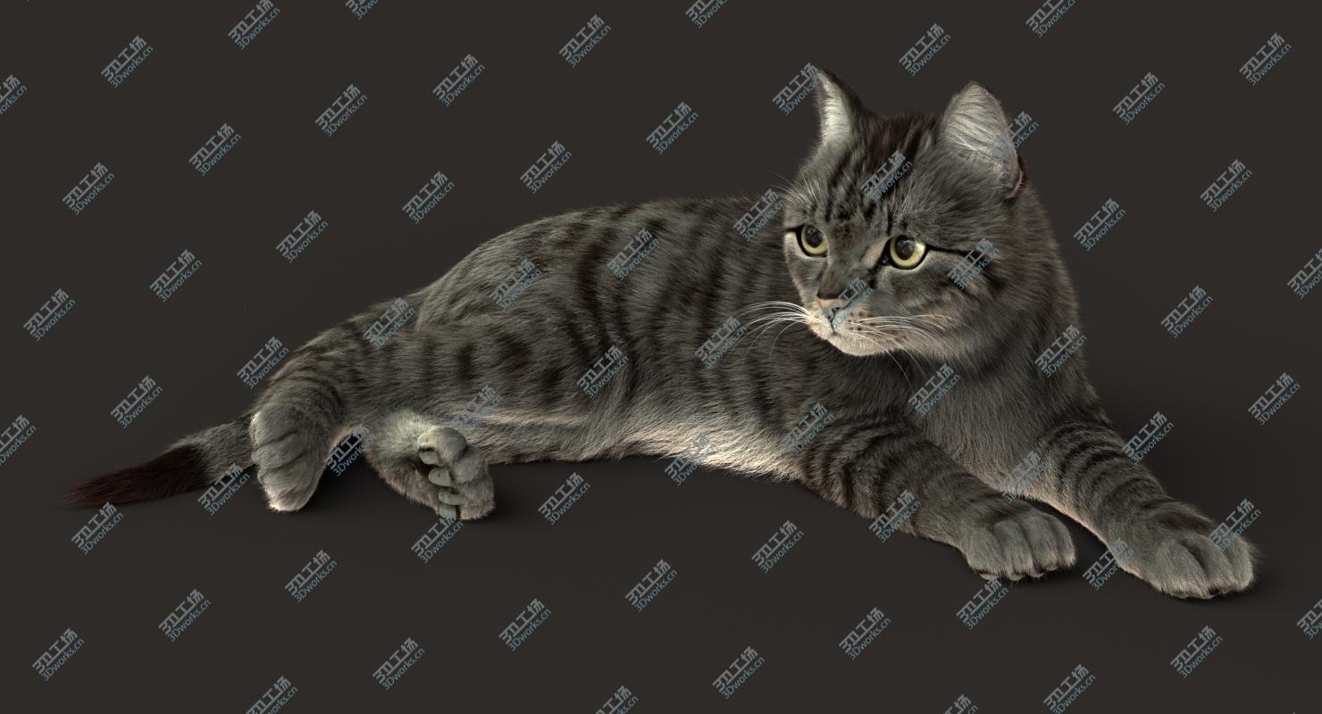 images/goods_img/2021040232/Cat (2) (Grey Tabby) (RIG) (FUR) 3D model/1.jpg